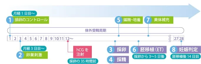 GnRhアゴニスト ショート法は、34歳~40歳の方に多い体外受精における治療で、GnRhアゴニスト ショート法での体外受精のスケジュールの画像