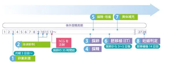 アンタゴニスト法は、20歳~33歳の方に多い体外受精における治療で、アンタゴニスト法での体外受精のスケジュールの画像
