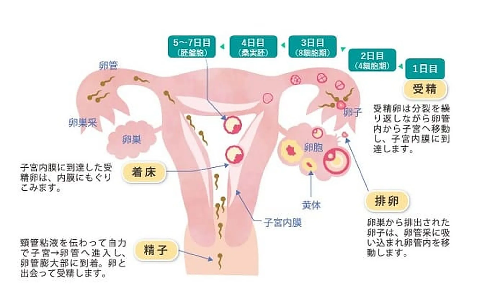 受精から着床までのしくみを示した図(1日目 受精、2日目 4細胞期、3日目 8細胞期、4日目 桑実胚、5~7日目 胚盤胞、着床)